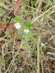 Euphrasia