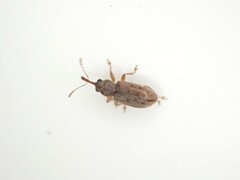 Rhinorhynchus rufulus