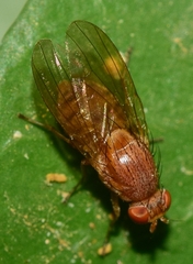 Minettia inusta