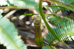 Nepenthes gracilis