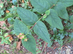 Hypericum androsaemum