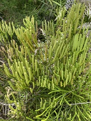 Diphasiastrum thyoides