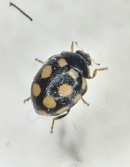 Coccinula quatuordecimpustulata