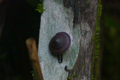 Dyakiidae