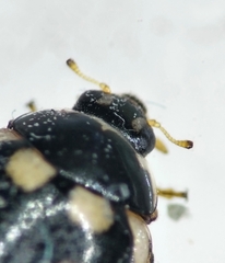 Coccinula quatuordecimpustulata