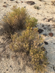 Chrysothamnus viscidiflorus puberulus