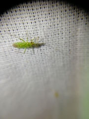 Blepharidopterus angulatus