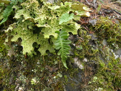 Polypodium hesperium