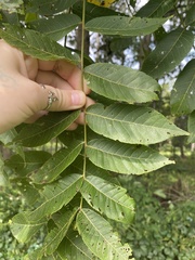 Juglans nigra