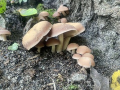 Candolleomyces candolleanus