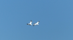 Pelecanus onocrotalus