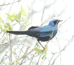 Lamprotornis australis