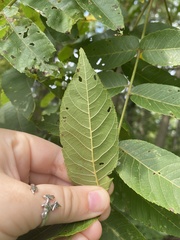 Juglans nigra