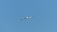 Pelecanus onocrotalus