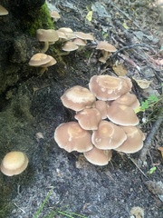 Candolleomyces candolleanus