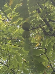 Juglans nigra