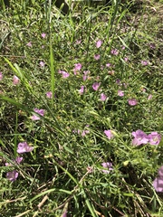 Agalinis heterophylla