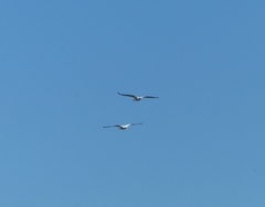 Pelecanus onocrotalus