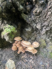 Candolleomyces candolleanus