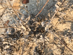 Eriogonum diatomaceum