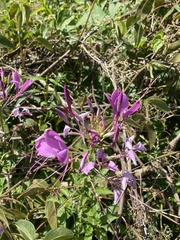 Cleome
