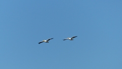 Pelecanus onocrotalus