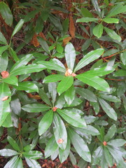 Rhododendron ponticum