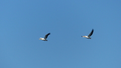 Pelecanus onocrotalus