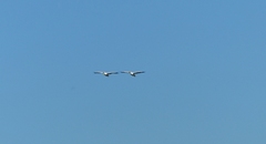 Pelecanus onocrotalus