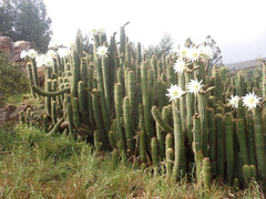 Trichocereus spachianus