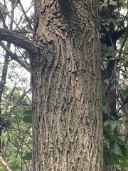 Juglans nigra