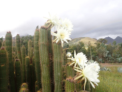 Trichocereus spachianus