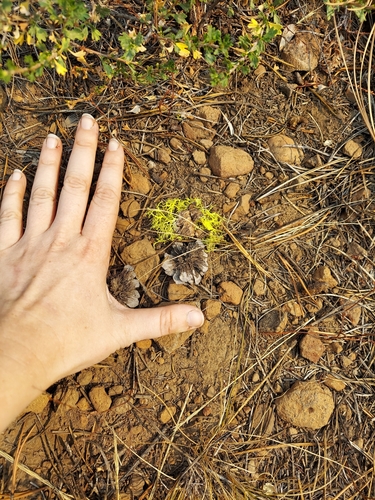 iNaturalist observation photo of Brown-eyed Wolf Lichen