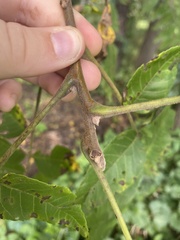 Juglans nigra