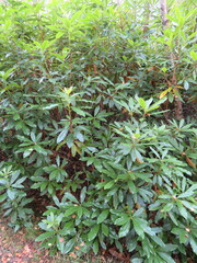 Rhododendron ponticum