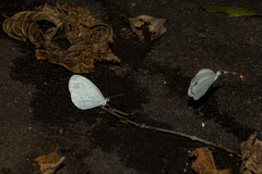 Leptosia alcesta inalcesta