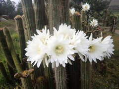 Trichocereus spachianus