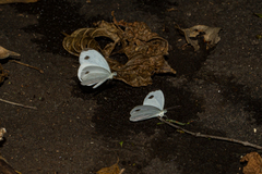 Leptosia alcesta inalcesta