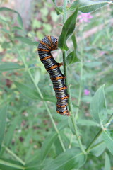 Eudryas unio