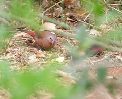 Lagonosticta rhodopareia