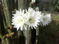 Trichocereus spachianus