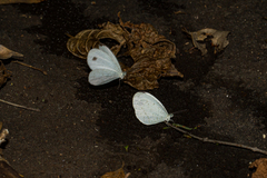 Leptosia alcesta inalcesta