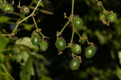 Cyphostemma kirkianum image