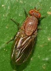 Minettia inusta