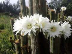 Trichocereus spachianus