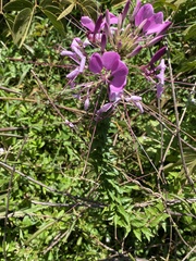 Cleome