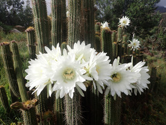 Trichocereus spachianus