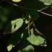 Caterpillarpod Indigo - Photo (c) Bart Wursten, some rights reserved (CC BY-NC), uploaded by Bart Wursten