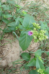 Mirabilis nyctaginea