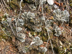 Peltigera